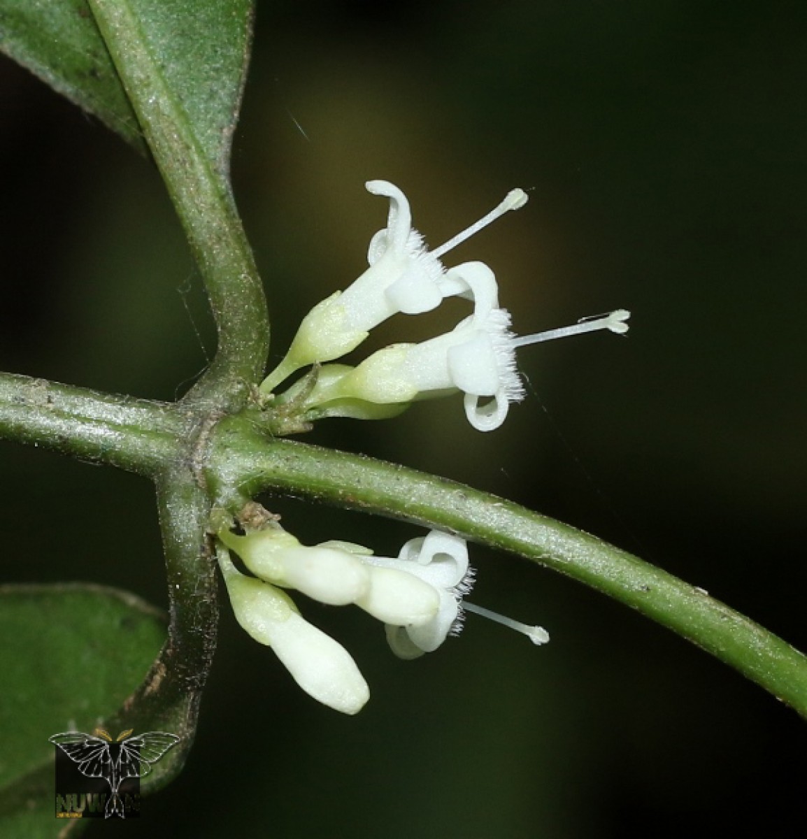 Hedyotis fumata Alston